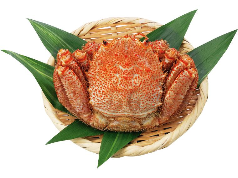 早割　北海道枝幸産毛がに 1尾440g