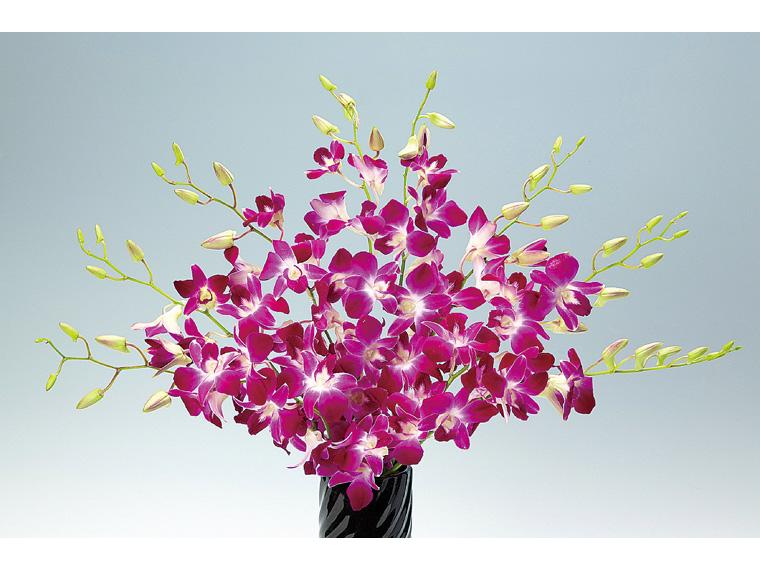 予約　デンファレ 1種8本