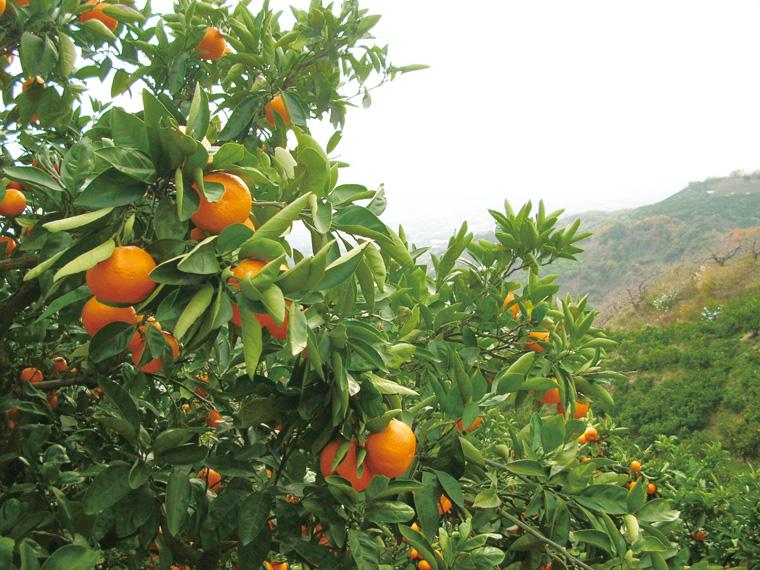 越冬木熟みかん 600g（2S〜L）