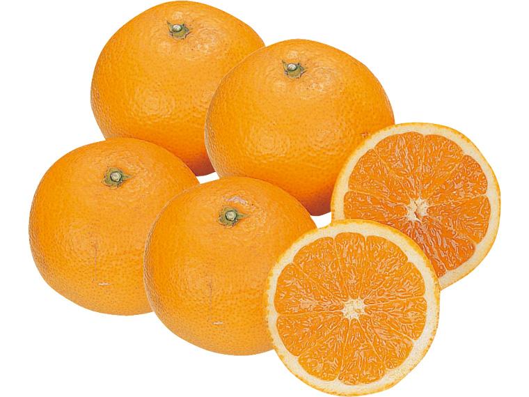 清見オレンジ（大袋） 1.2kg（5〜8玉）