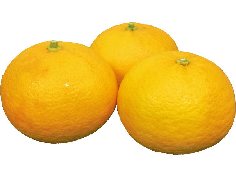 するが甘夏 1kg（3〜5玉）（M〜3L）