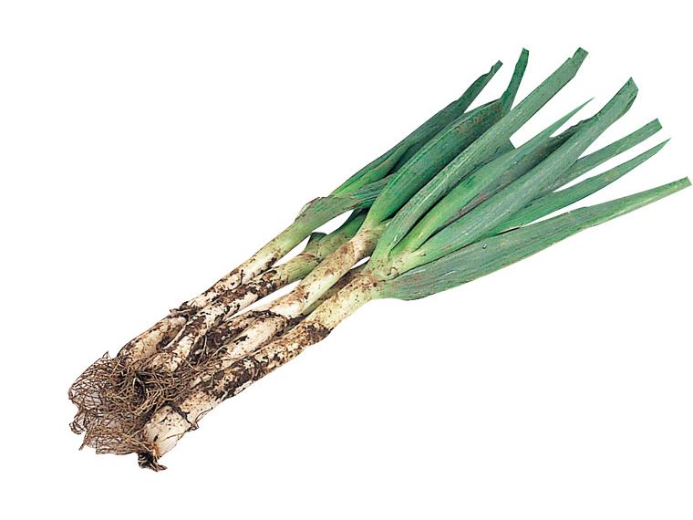 長ねぎ（土香ねぎ） 500g