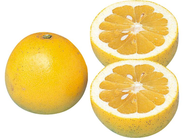 河内晩柑 700g（2〜3玉）（S〜2L）