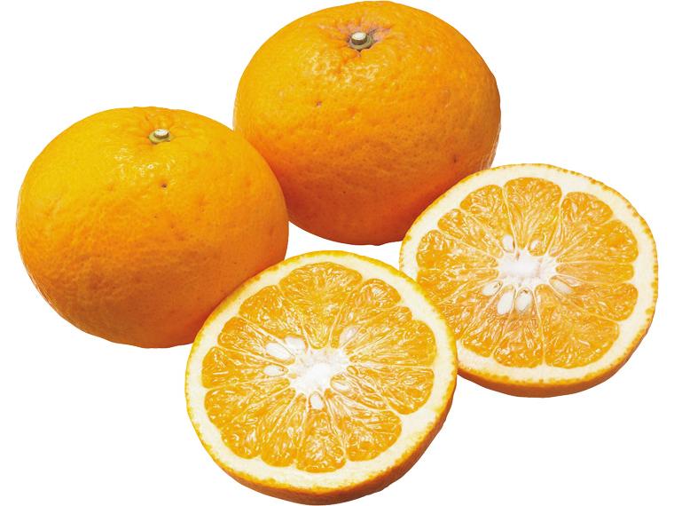 有機サンフルーツ 1.2kg（3〜5玉）（M〜3L）