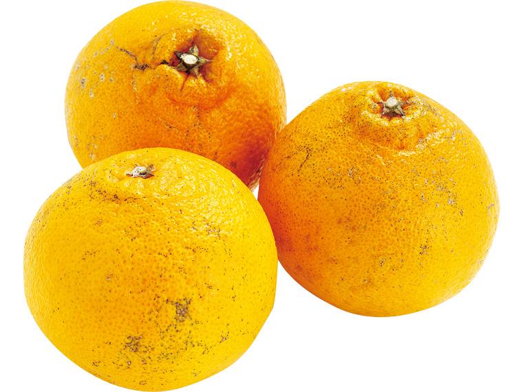 もったいない不知火（しらぬい） 800g（S〜4L）（大小込み）