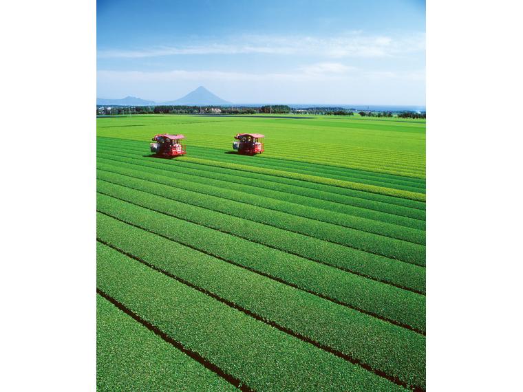 早割　知覧茶（深むし茶） 100g×2