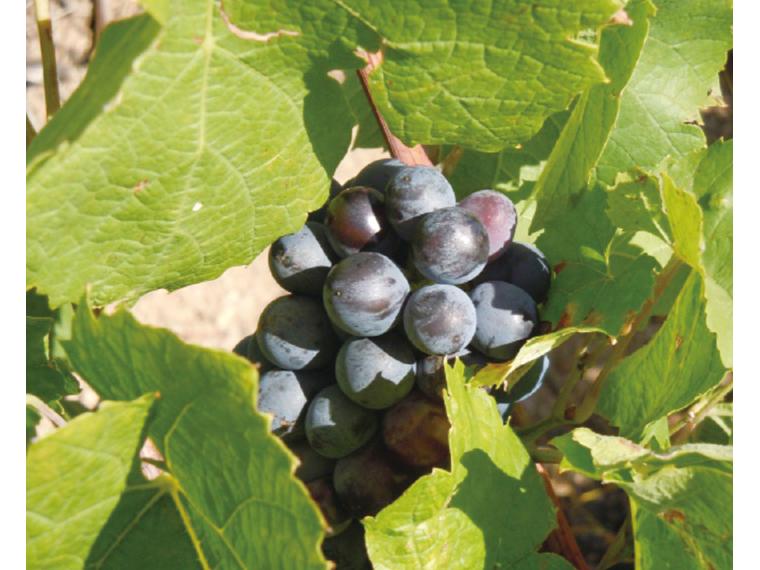 ≪数量限定28点（抽選）≫ピエール・ポネルボジョレー２０２５　赤 750ml