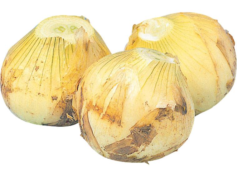 新玉ねぎ５００ｇ　　　　　　　　　　　