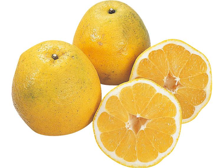 木成り河内晩柑 1kg（3〜6玉）（S〜2L）