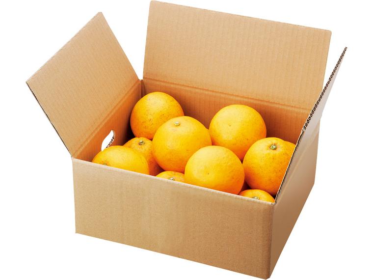 木成り河内晩柑（箱規格） 3kg箱（7〜13玉）（S〜2L）