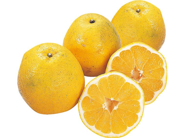 木成り河内晩柑（大袋） 1.4kg（4〜6玉）（S〜2L）