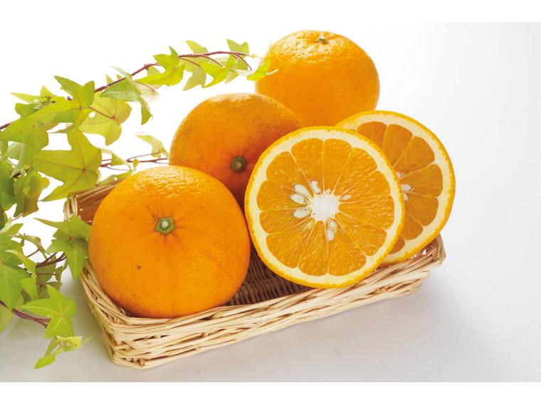 甘夏 800g（2〜4玉）（S〜3L）