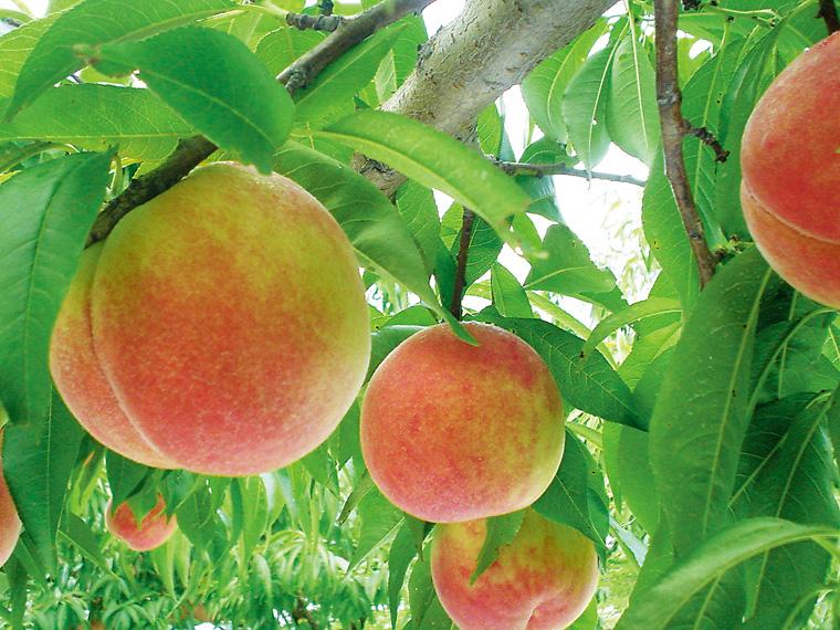 産地限定長野産白桃ジャム 180g