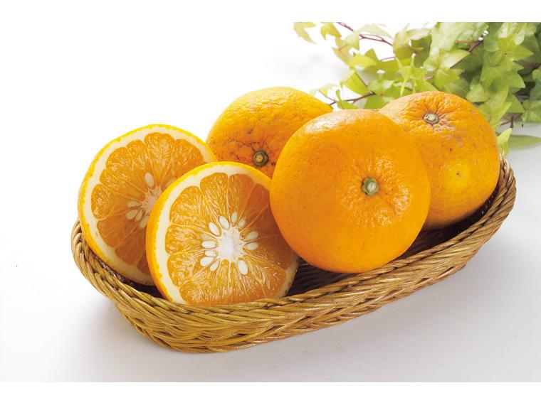 雪室貯蔵甘夏 800g（2〜4玉）（S〜2L）