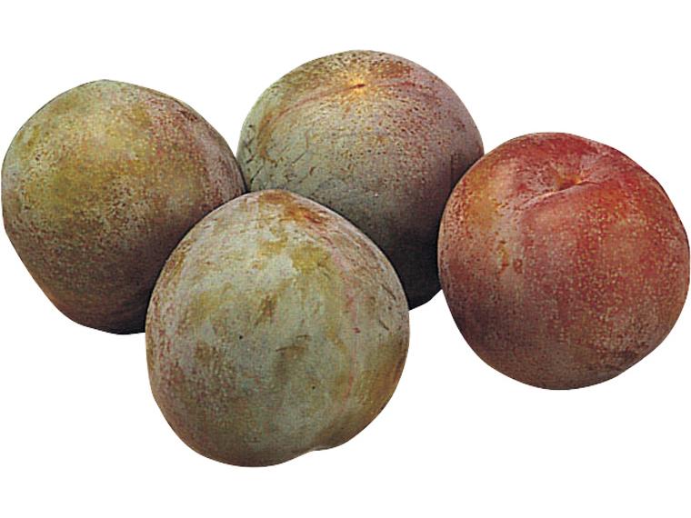 プラム（品種おまかせ） 450g（4〜10玉）