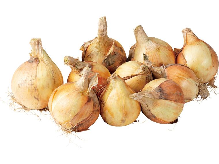 米の精　根付き玉ねぎ（大袋） 1.8kg