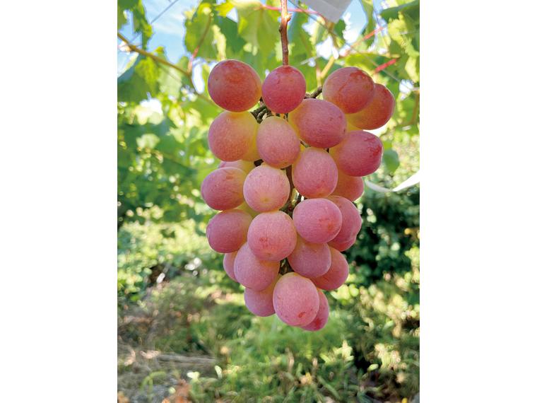 自宅直送　山梨フルーツラインのぶどう（サンシャインレッド） 1kg（2房）