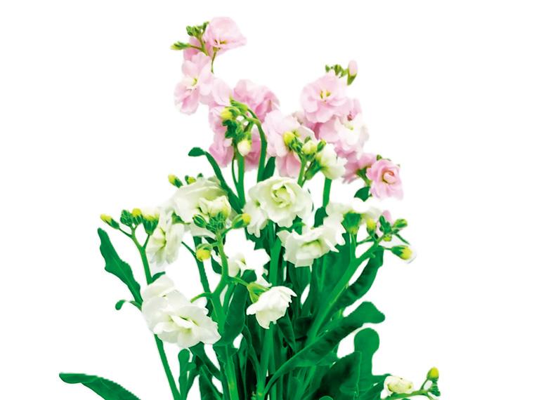 季節の花束(スプレーストック)  ２本