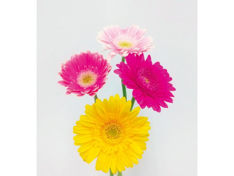 ガーベラ  ４本