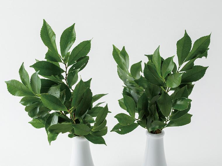 国産榊  1束(2〜3枝)×2