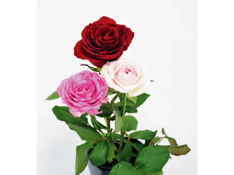 バラのセット  3本 