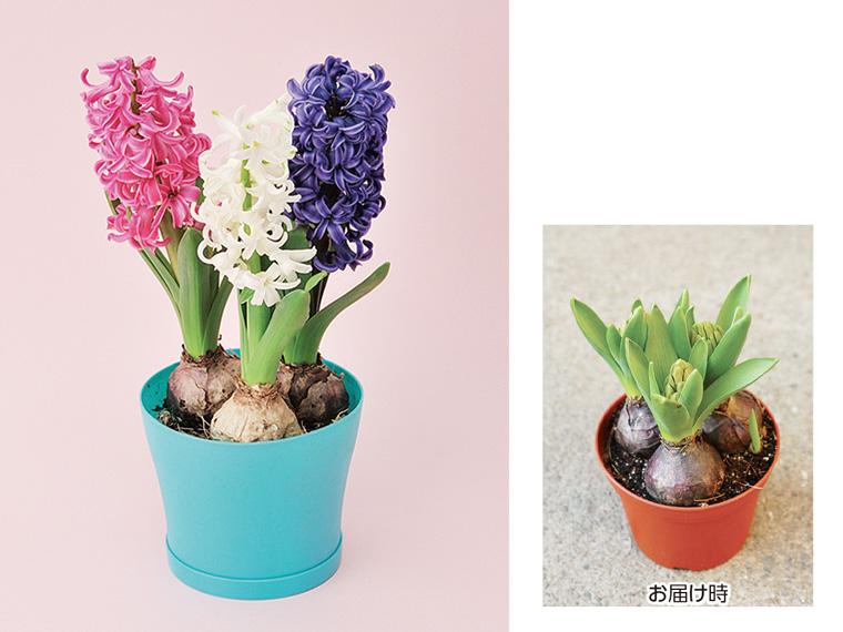 花鉢・ヒヤシンス(3色芽出し)  1鉢 
