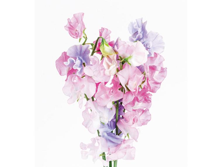 スイートピー  5本