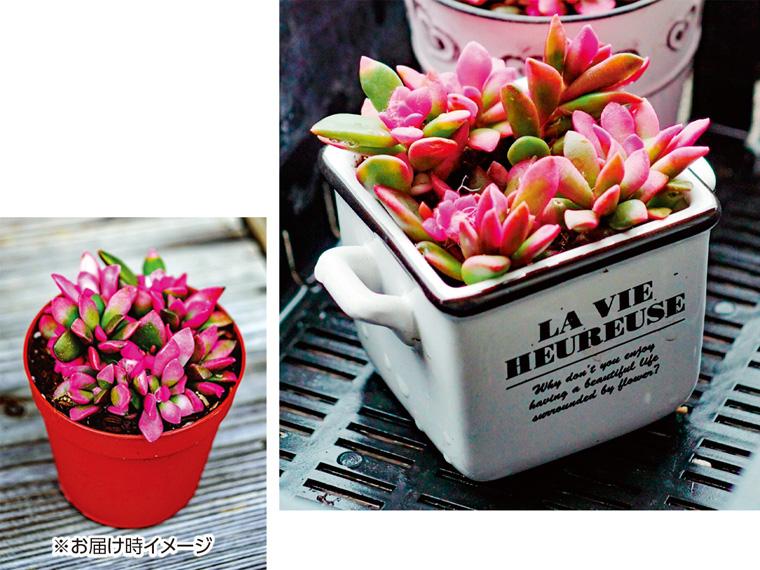 花苗・小さな多肉植物「桜吹雪」  1個 