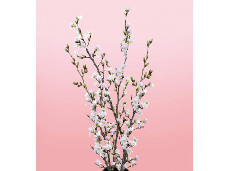 啓翁桜  1束(2〜3本) 