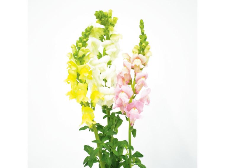 季節の花束(キンギョソウ)  3本 