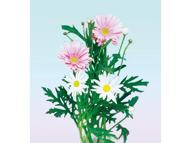 季節の花束(マーガレット・ガーベラ)  3本