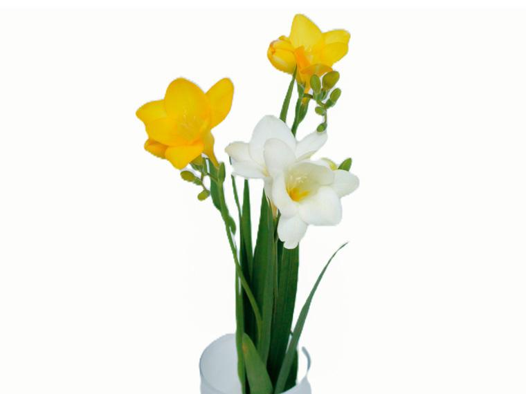 季節の花束(フリージア)  3本