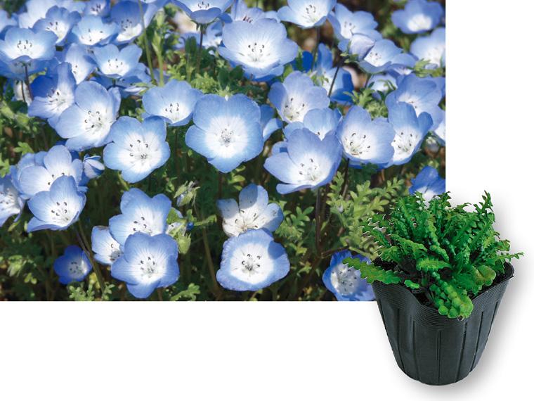 花苗・ネモフィラ  3株 