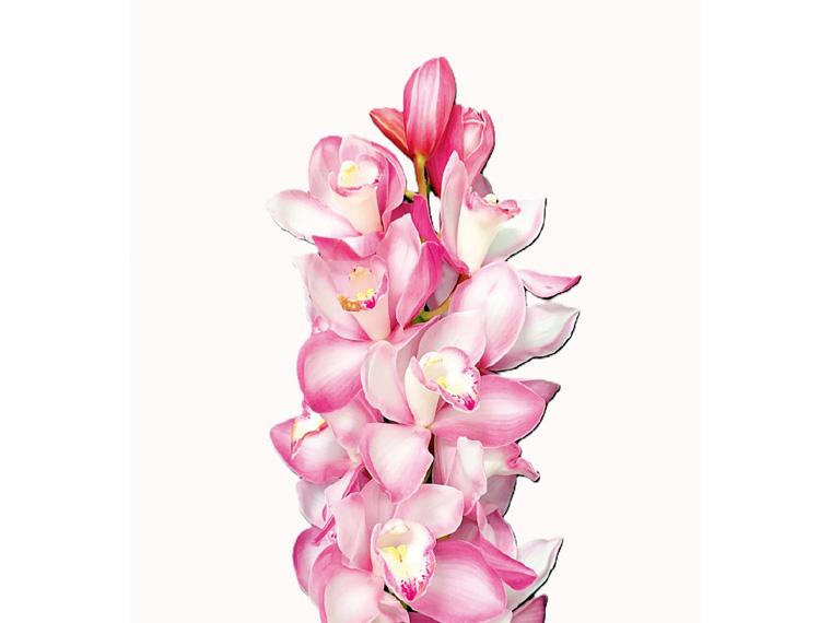 安田洋ラン園のシンビジューム  1本 