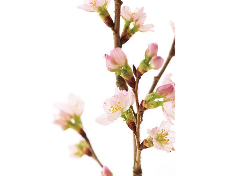 桜の小枝  2〜3本