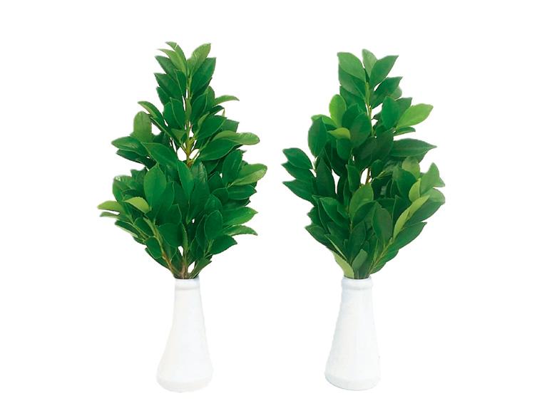 国産榊  1束(2〜3枝×2) 