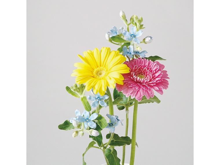 ガーベラとブルースターのセット  4本