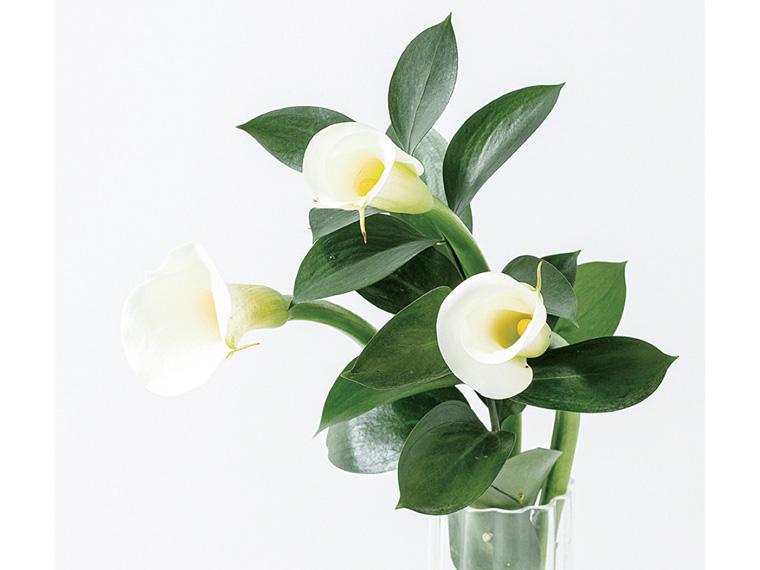 カラーセット  5本