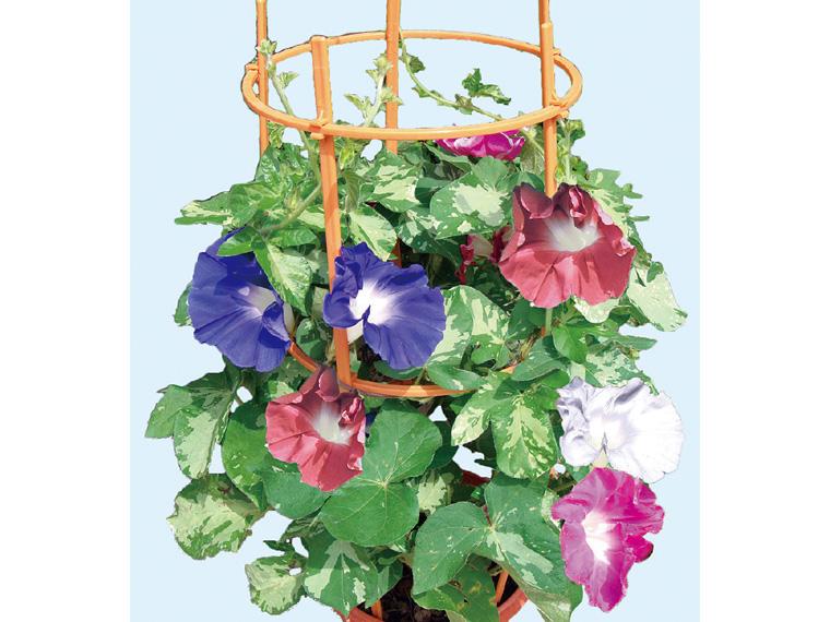 花鉢・朝顔(あんどん仕立て)  1個