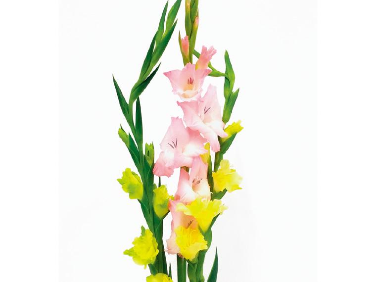 グラジオラス  3本