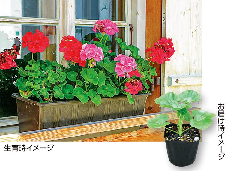 花苗・ゼラニューム 2色セット  2株(各色1株) 